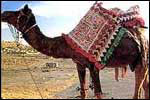 pushkar camel fair festival
